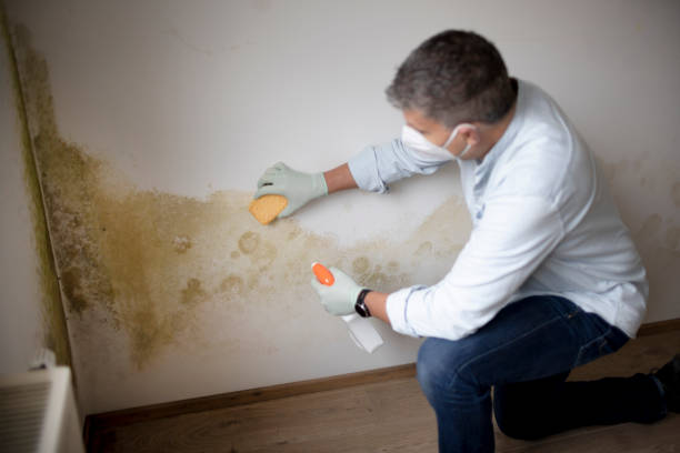 Best Mold Odor Removal Services  in Goodwater, AL