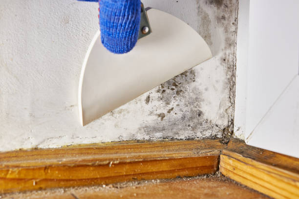 Best Air Quality Testing for Mold Spores  in Goodwater, AL